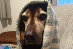 fergus_blanket